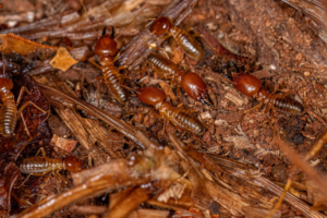 Different types of termites commonly found in Palm Desert homes