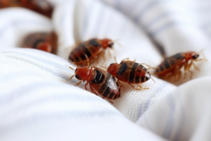 Professional bed bug inspection and treatment in a Coachella Valley home